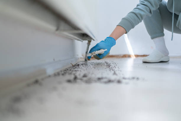 Flea Control Services in Slayton, MN