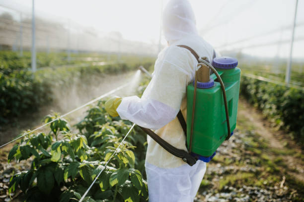 Best Termite Control Services  in Slayton, MN